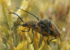 Crossidius pulchellus