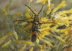 Crossidius pulchellus