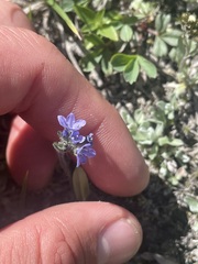 Veronica wormskjoldii