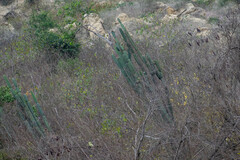 Armatocereus cartwrightianus