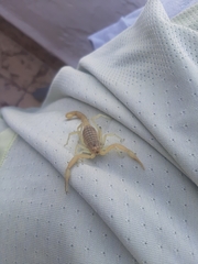 Aegaeobuthus gibbosus