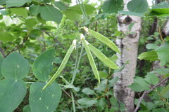 Lathyrus ochroleucus