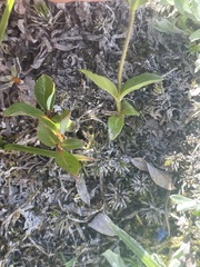 Veronica wormskjoldii