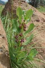 Pachycarpus asperifolius