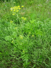 Pastinaca sativa sylvestris