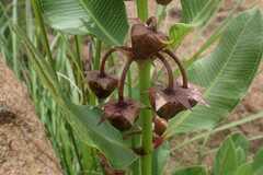 Pachycarpus asperifolius