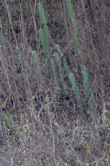 Cactoideae