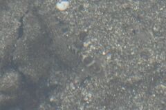 Abudefduf concolor