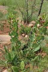 Pachycarpus asperifolius