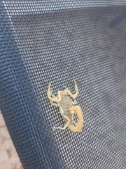 Aegaeobuthus gibbosus