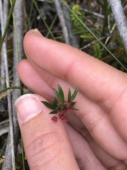 Gonocarpus tetragynus