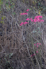 Vasconcellea parviflora