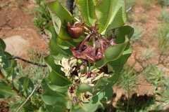 Pachycarpus asperifolius