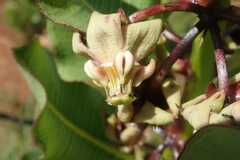 Pachycarpus asperifolius