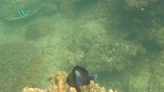 Dascyllus reticulatus