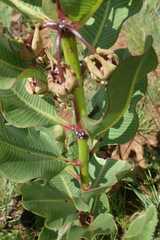 Pachycarpus asperifolius
