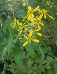 Verbesina alternifolia