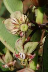 Pachycarpus asperifolius