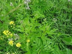 Cirsium arvense integrifolium