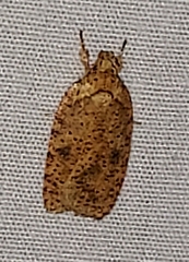 Agonopterix thelmae