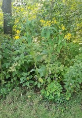 Verbesina alternifolia