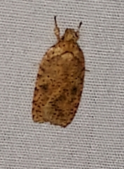 Agonopterix thelmae