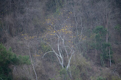 Handroanthus chrysanthus
