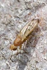 Opomyza florum