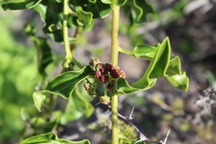 Anisomeria littoralis