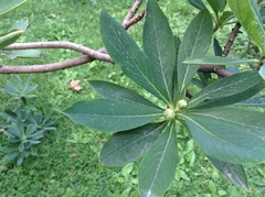 Edgeworthia chrysantha