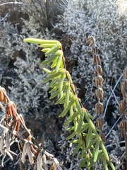 Pellaea ternifolia