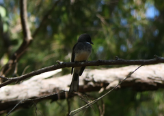 Rhipidura rufiventris isura