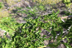 Anisomeria littoralis