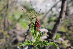 Anisomeria littoralis