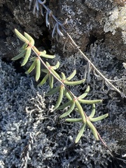 Pellaea ternifolia