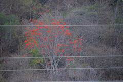 Erythrina