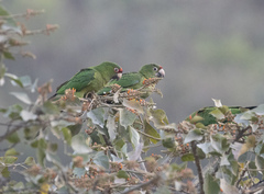 Psittacara mitratus