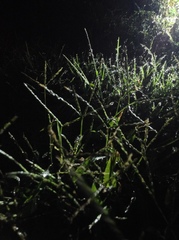 Digitaria ciliaris