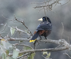 Psarocolius decumanus