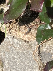 Lampropholis delicata