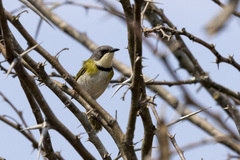 Apalis ruddi fumosa