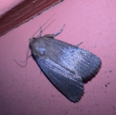 Amphipyra tragopoginis