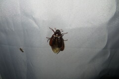 Phyllophaga