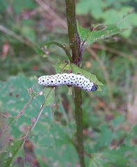 Tenthredo scrophulariae