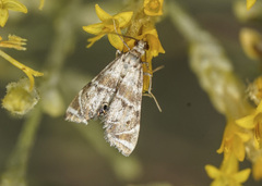 Petrophila confusalis