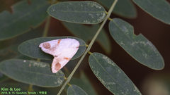 Sphragifera biplagiata