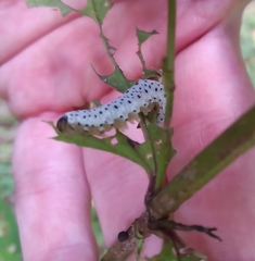 Tenthredo scrophulariae