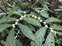 Elatostema lineolatum