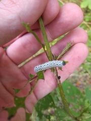 Tenthredo scrophulariae
