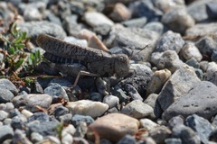 Arphia pseudonietana